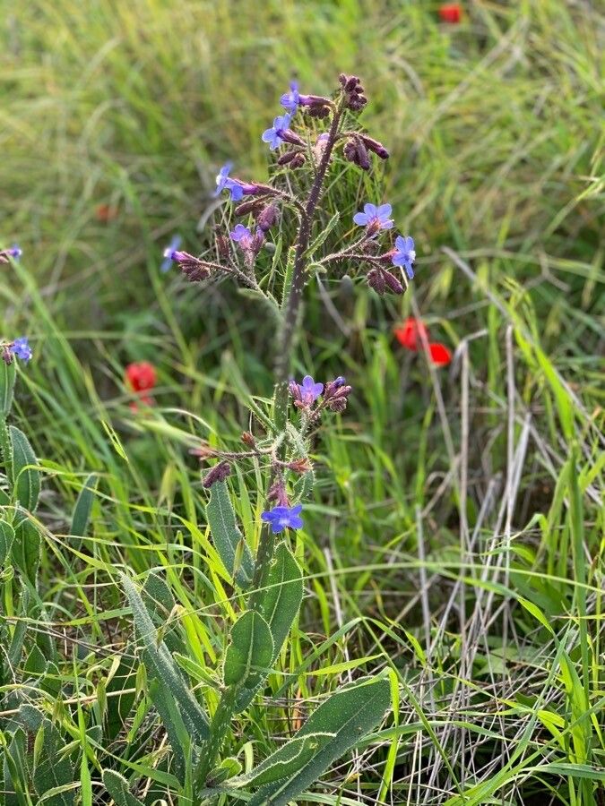 Anchusa strigosa habit