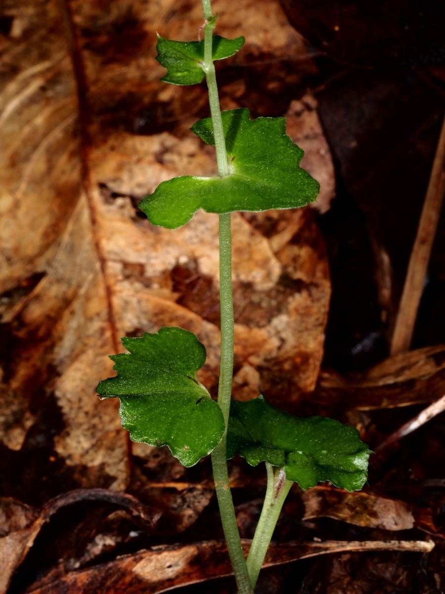 Acianthus amplexicaulis bark