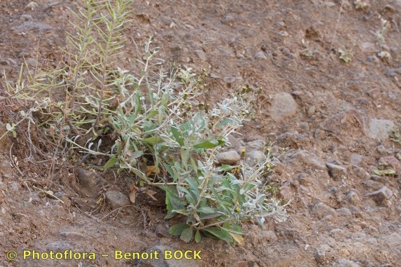 Phagnalon melanoleucum — related species from the same genus