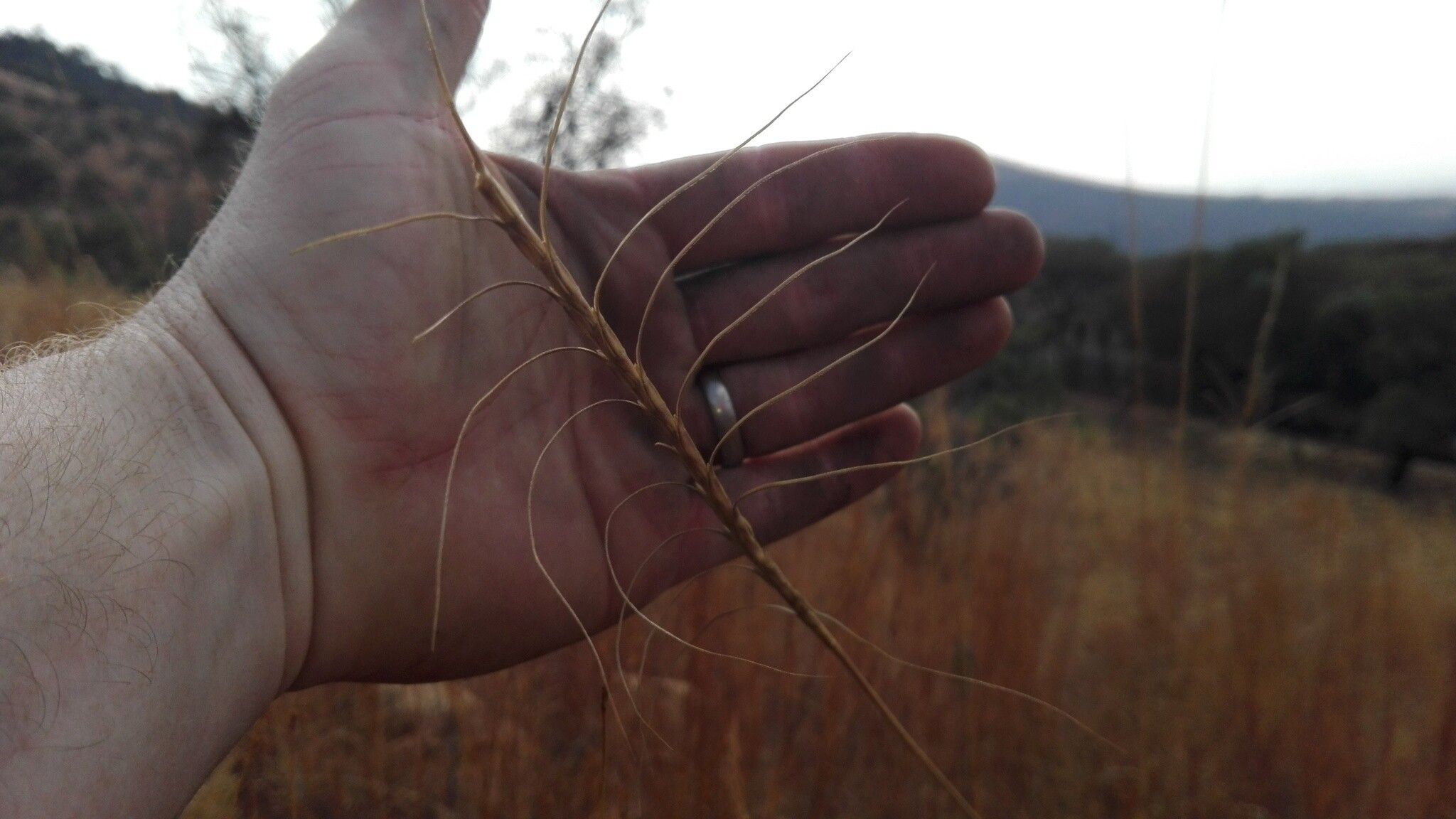 Urelytrum agropyroides fruit