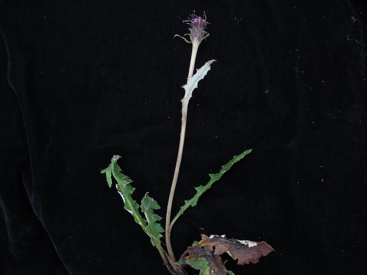Saussurea nimborum habit