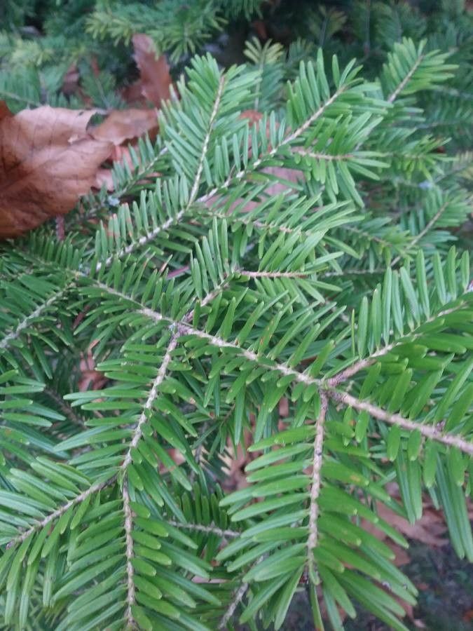 Abies firma — search result for 'Abies'