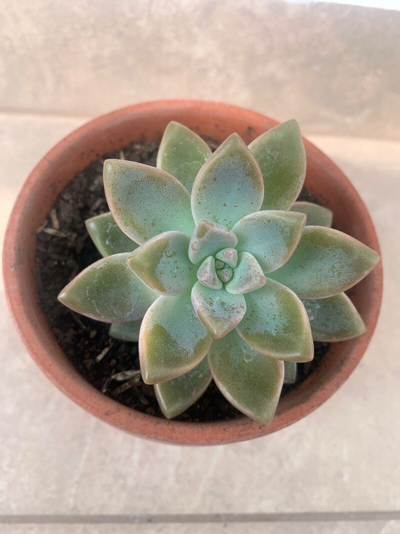 Sedum mendozae — difficulty difficulty houseplant