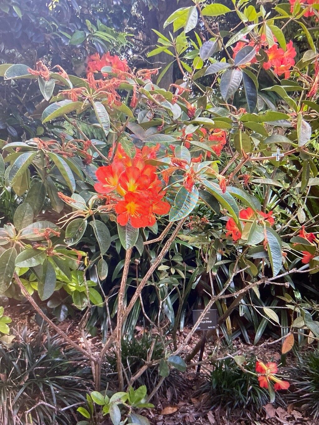 Rhododendron baenitzianum flower