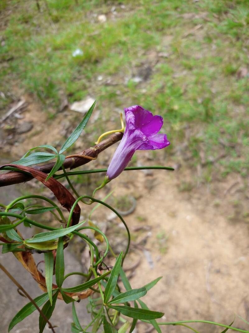 Ipomoea subrevoluta flower