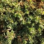 Chenopodium vulvaria