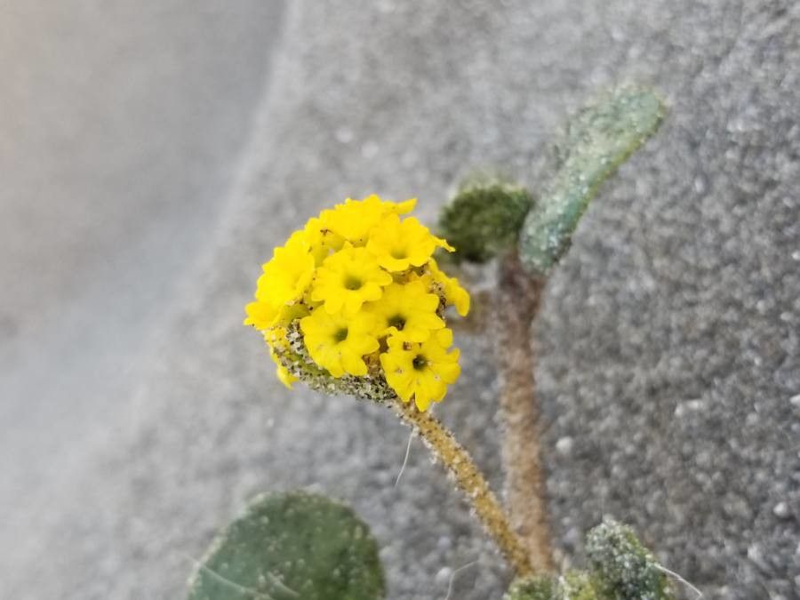 Abronia latifolia flower
