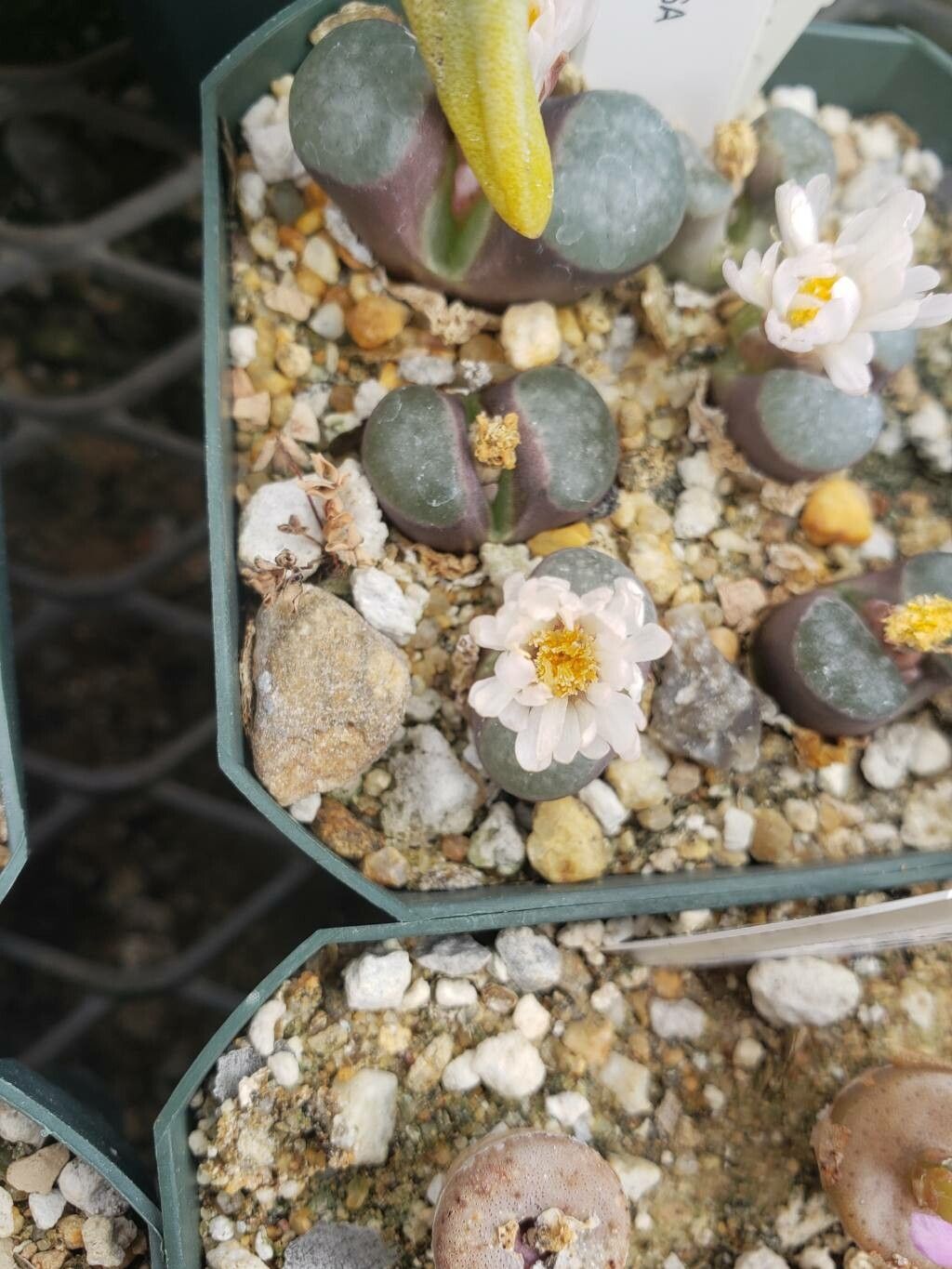 Conophytum caroli — houseplant care guide