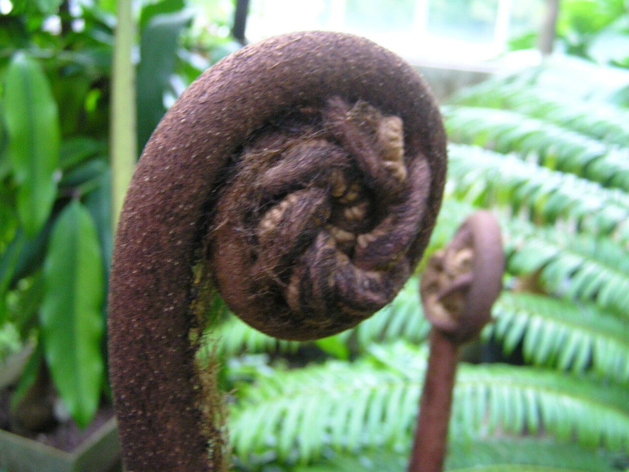 Angiopteris javanica — related species from the same genus