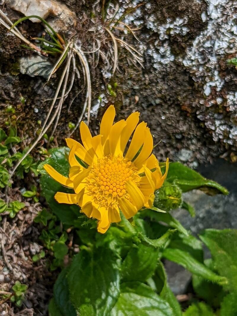 Doronicum glaciale flower