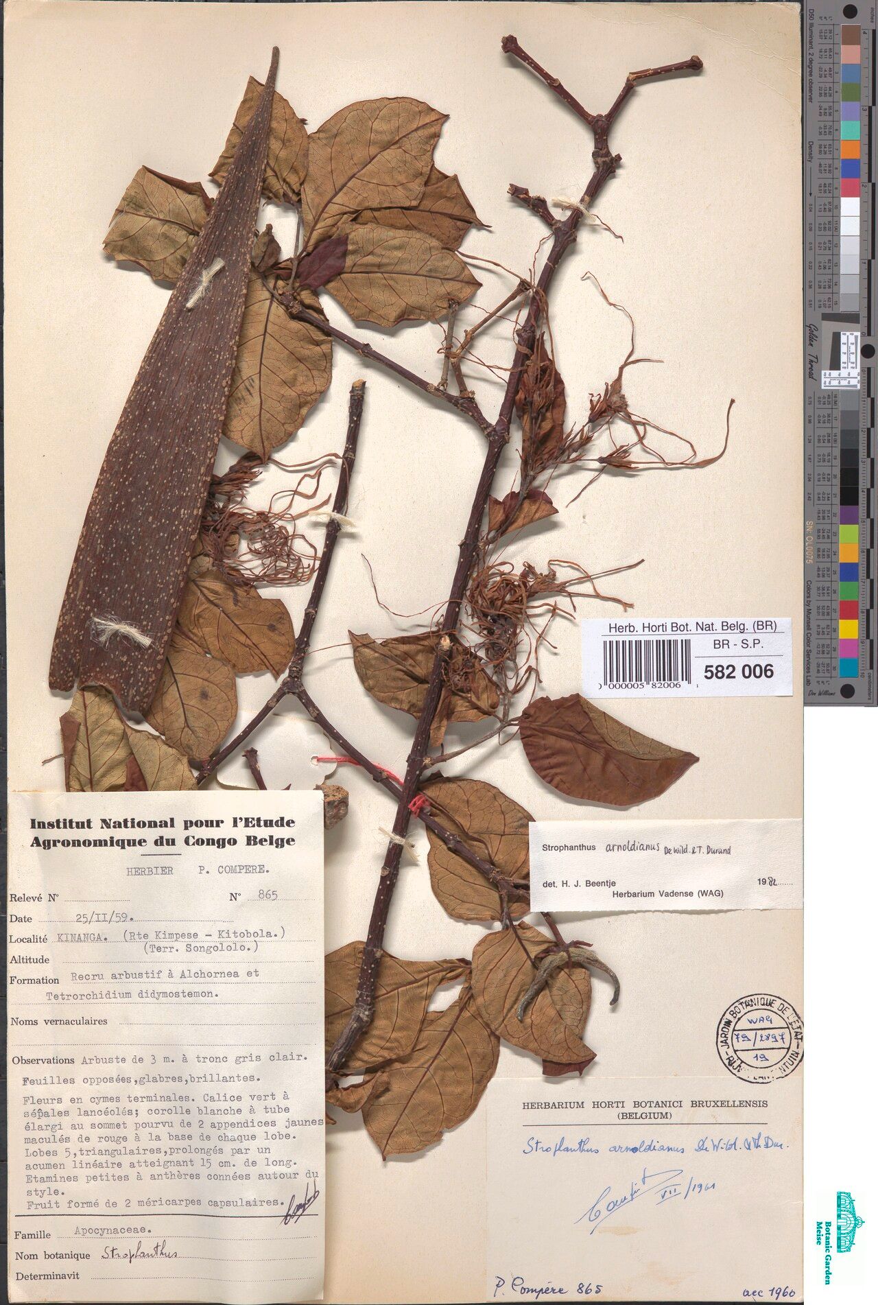 Strophanthus arnoldianus — related species from the same genus