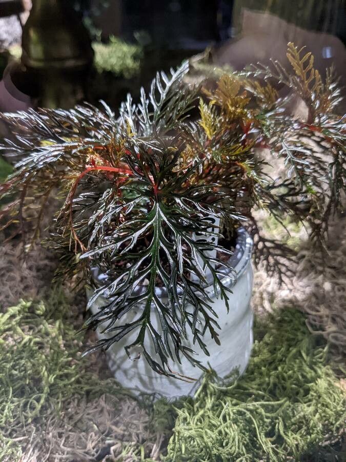 Begonia bipinnatifida