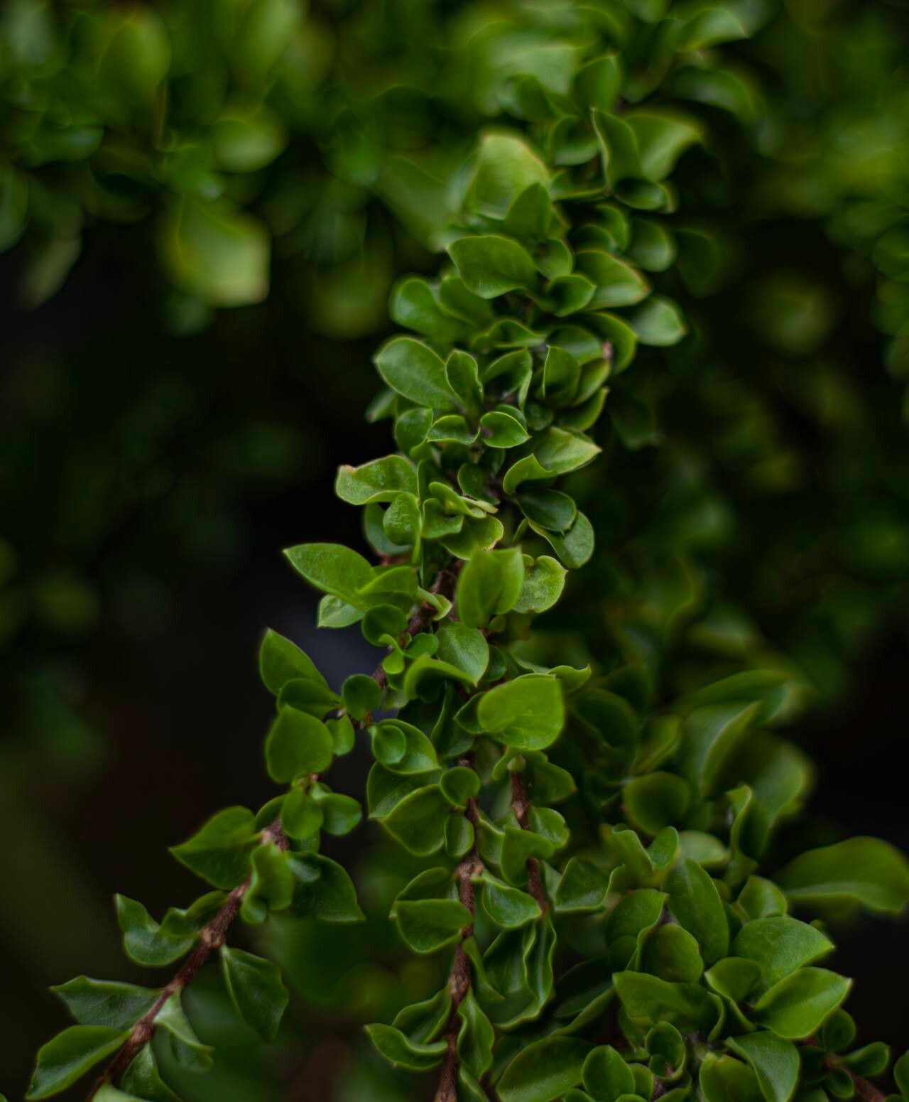 Himalrandia lichiangensis — houseplant care guide