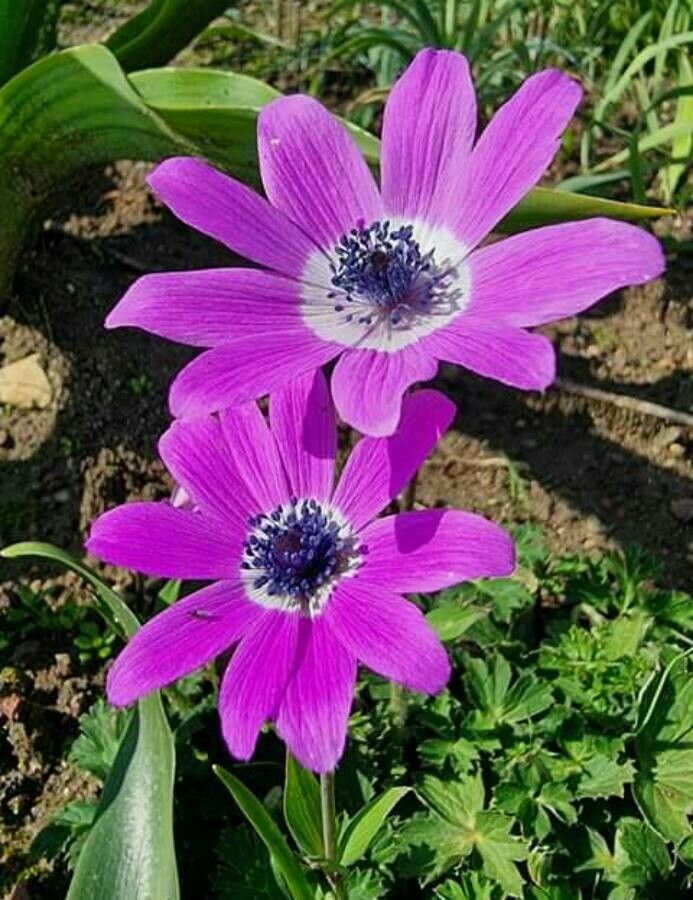 Anemone pavoniana flower