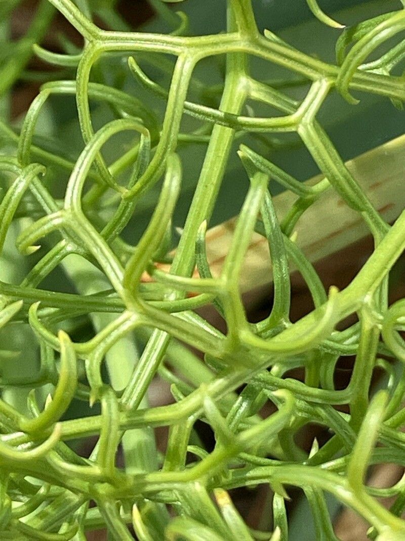 Ferula arrigonii leaf