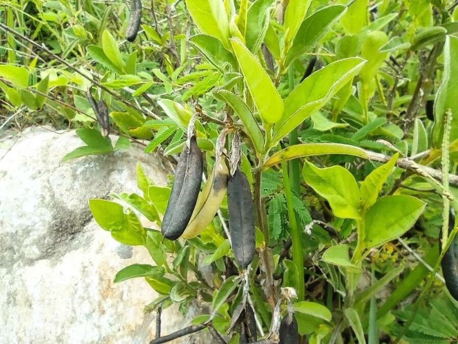 Crotalaria alata fruit