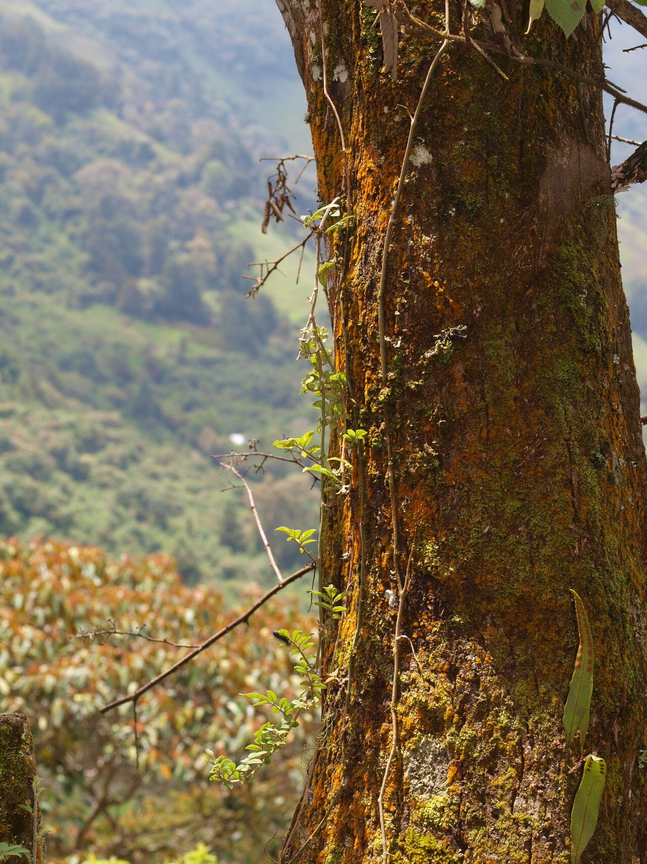 Solanum sodiroi habit