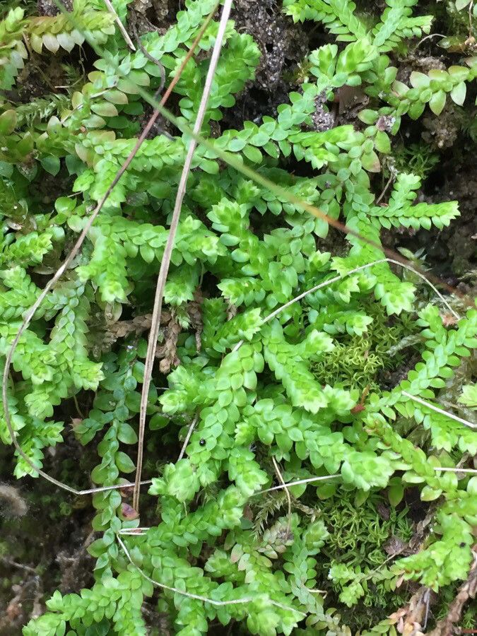 Selaginella denticulata leaf