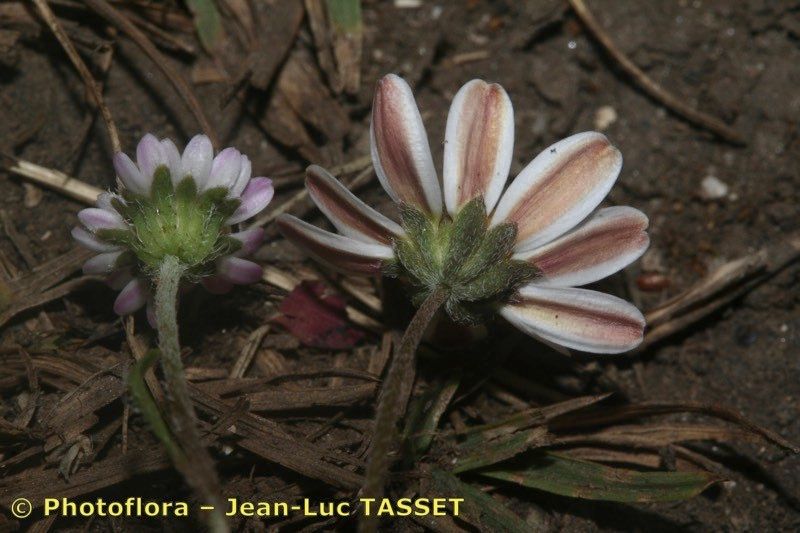 Bellium nivale — related species from the same genus