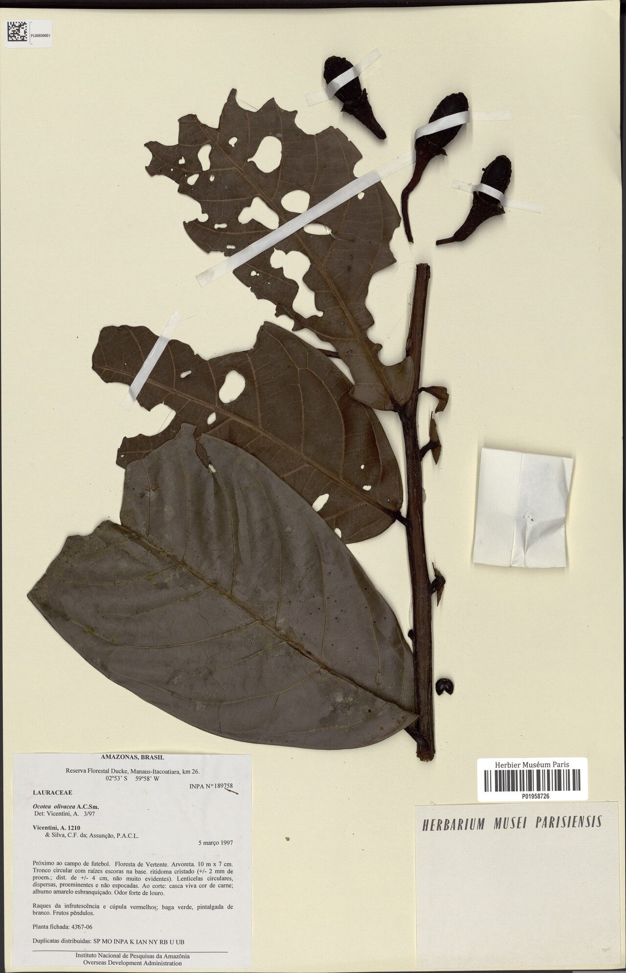 Ocotea olivacea — houseplant care guide