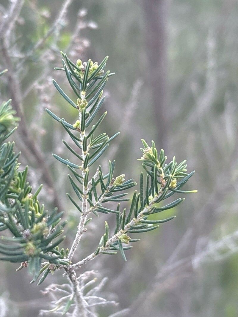 Erica canariensis leaf