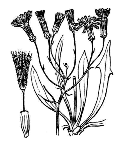 Chondrilla chondrilloides other