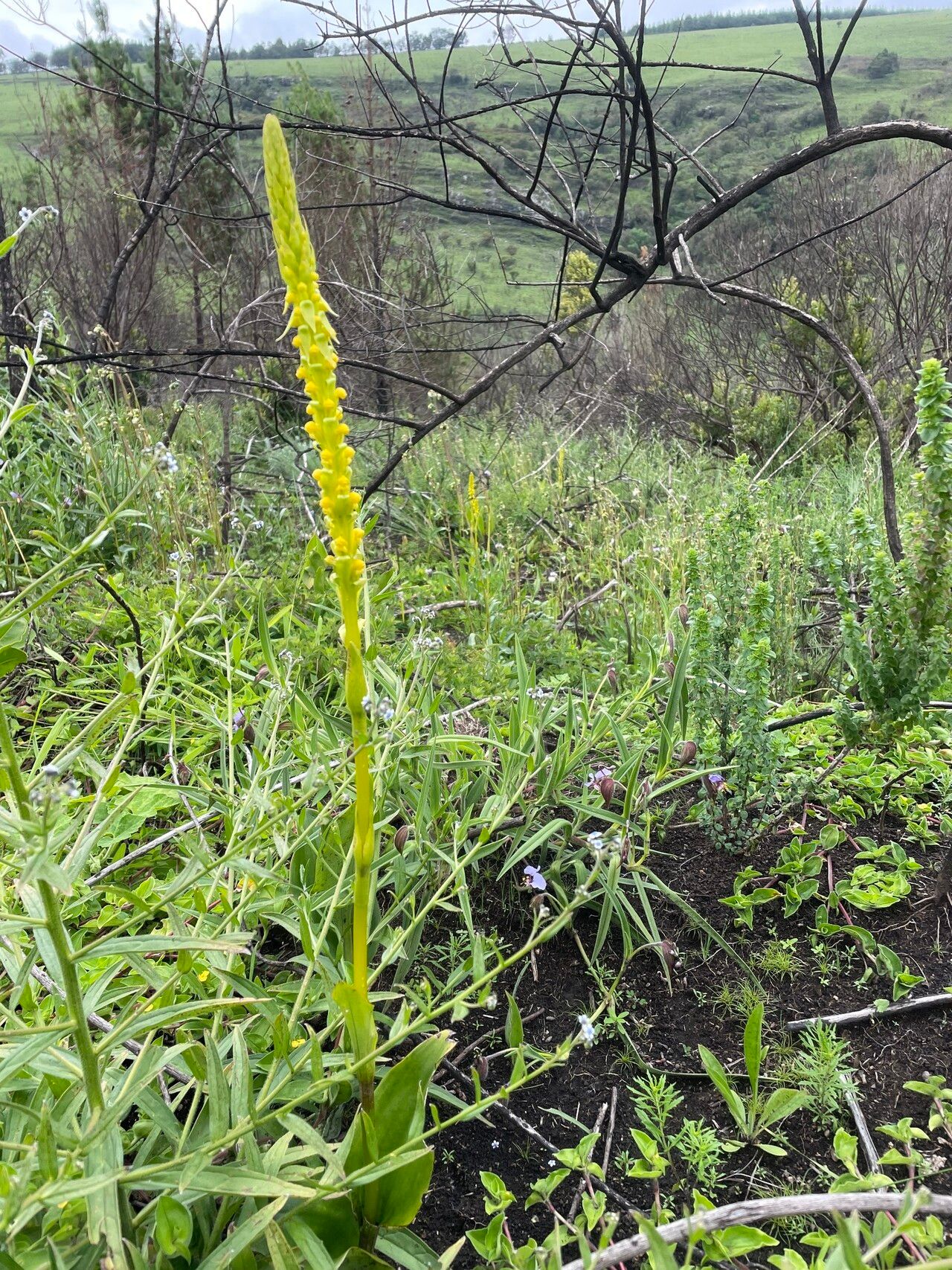 Satyrium sphaeranthum — houseplant care guide