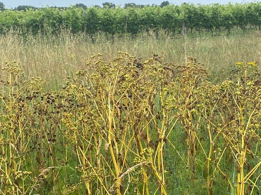 Ferulago campestris fruit