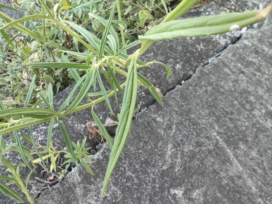 Leucas lavandulifolia leaf