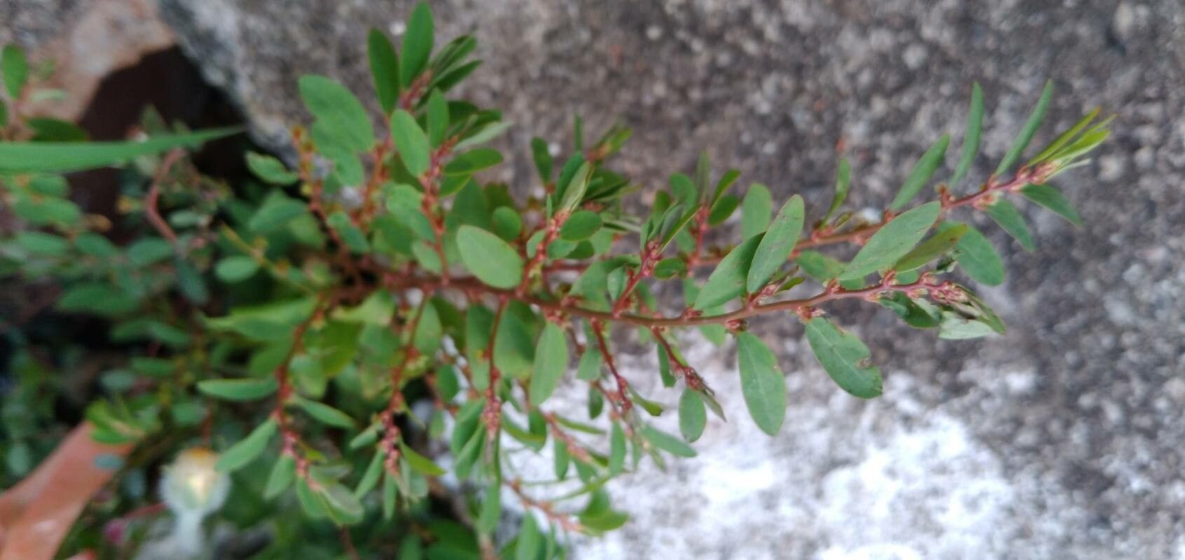 Phyllanthus caroliniensis leaf