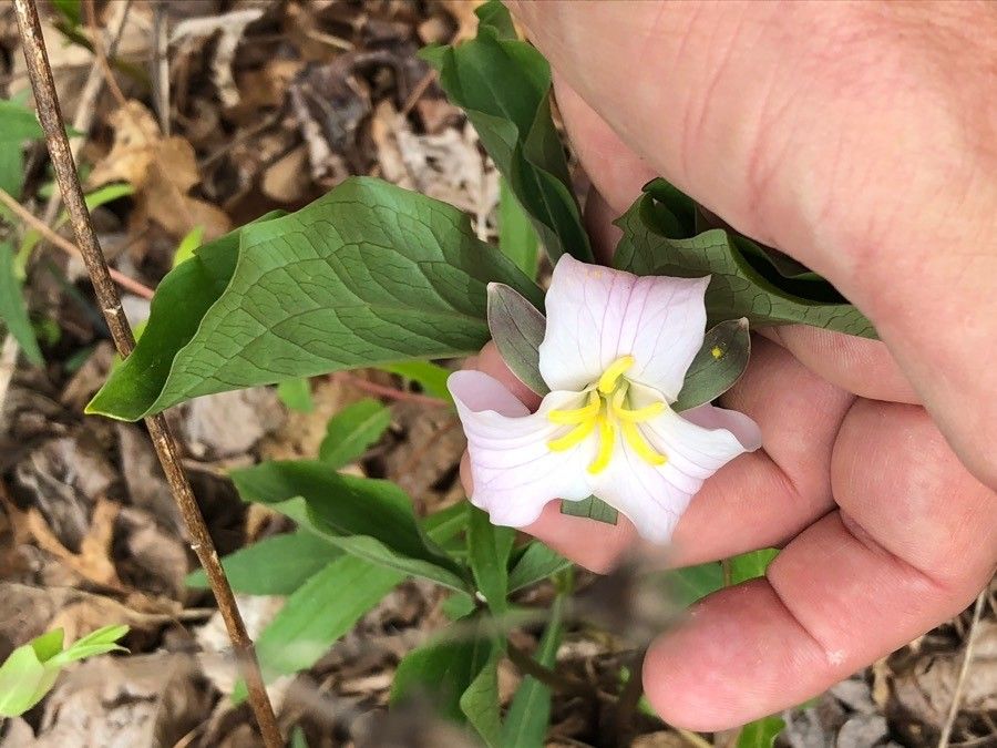 Trillium catesbaei flower