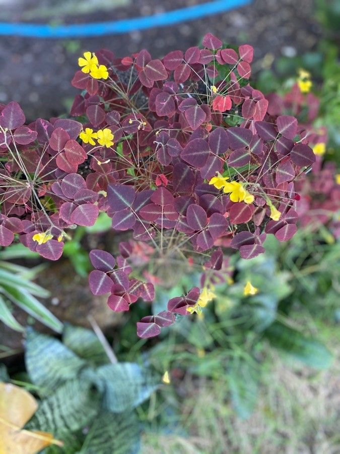 Oxalis hedysaroides flower