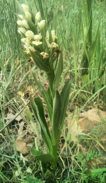 Dactylorhiza insularis bark