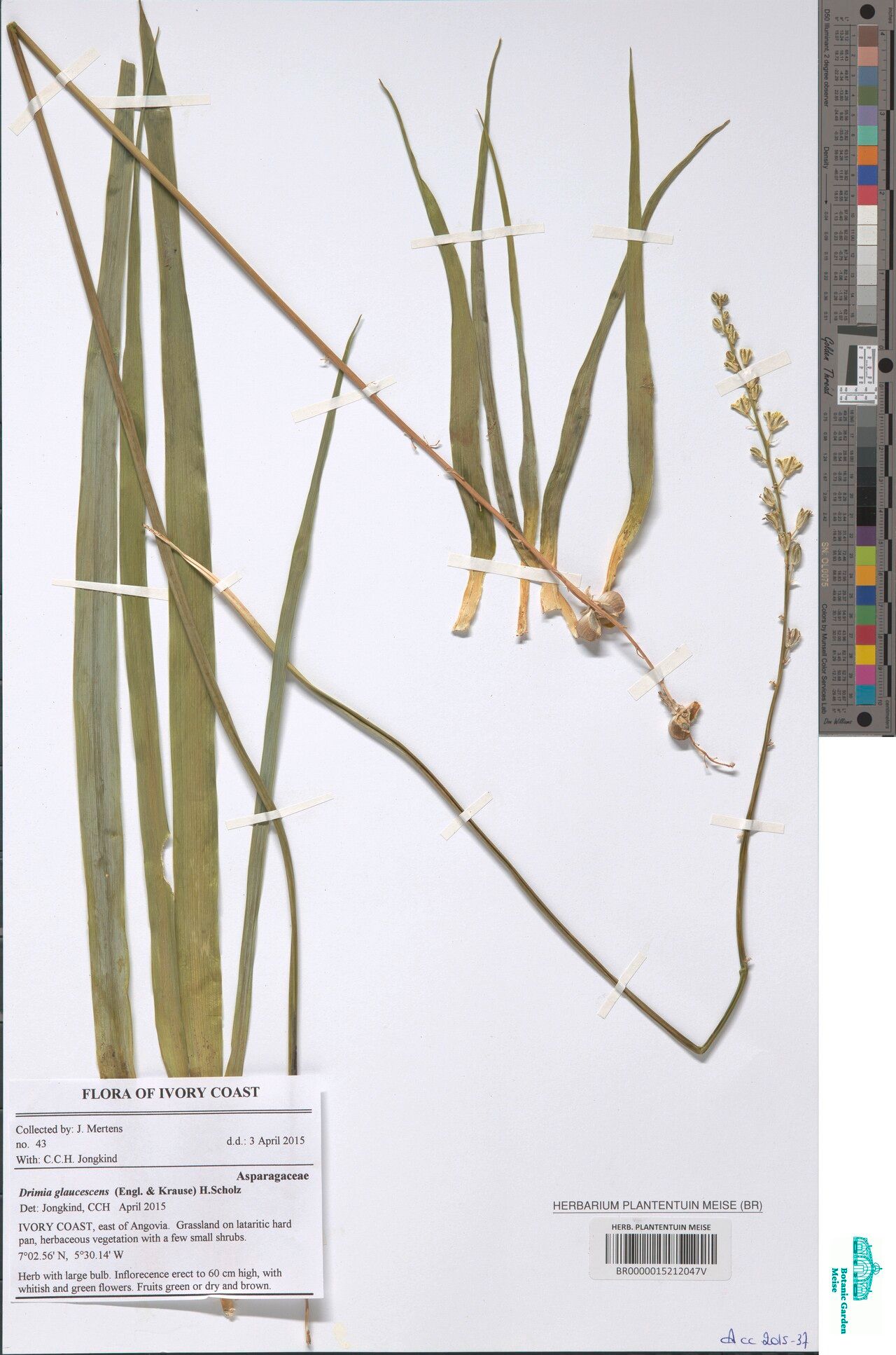 Drimia glaucescens — search result for 'Drimia'