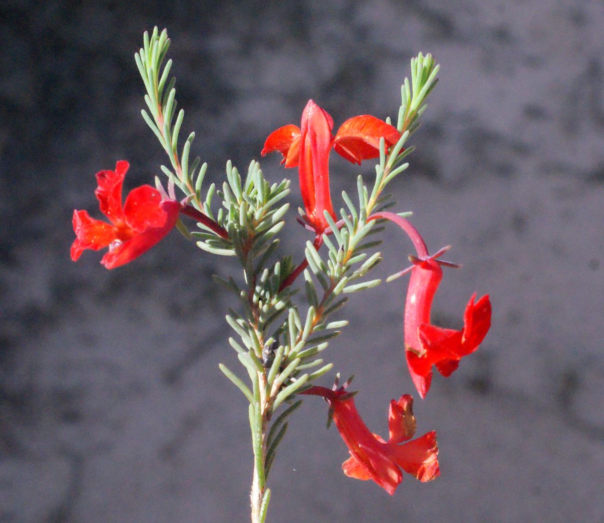 Lechenaultia hirsuta flower