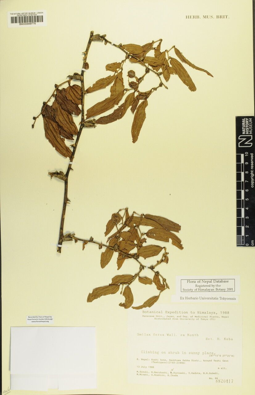 Smilax ferox — search result for 'Smilax'