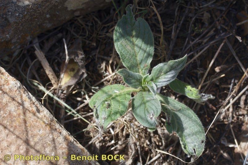 Echium handiense habit