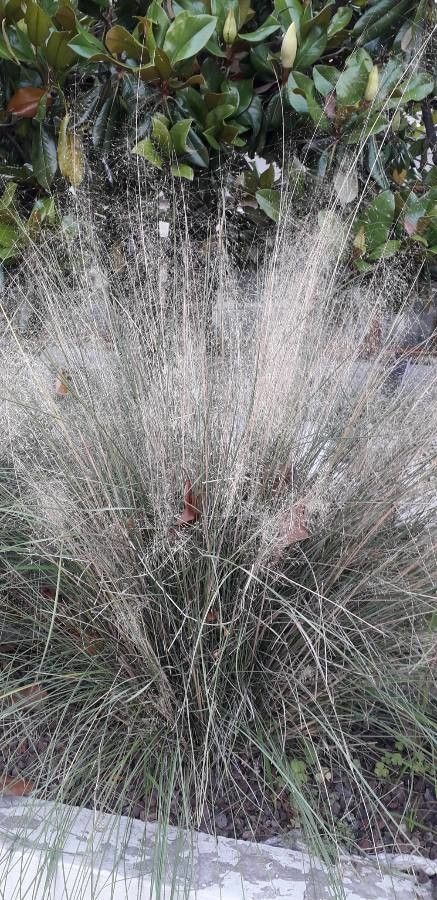Muhlenbergia capillaris flower