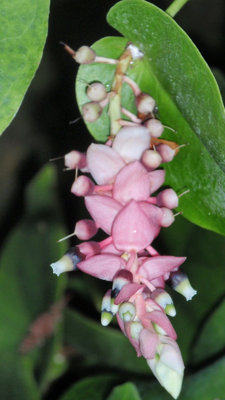 Cavendishia complectens flower