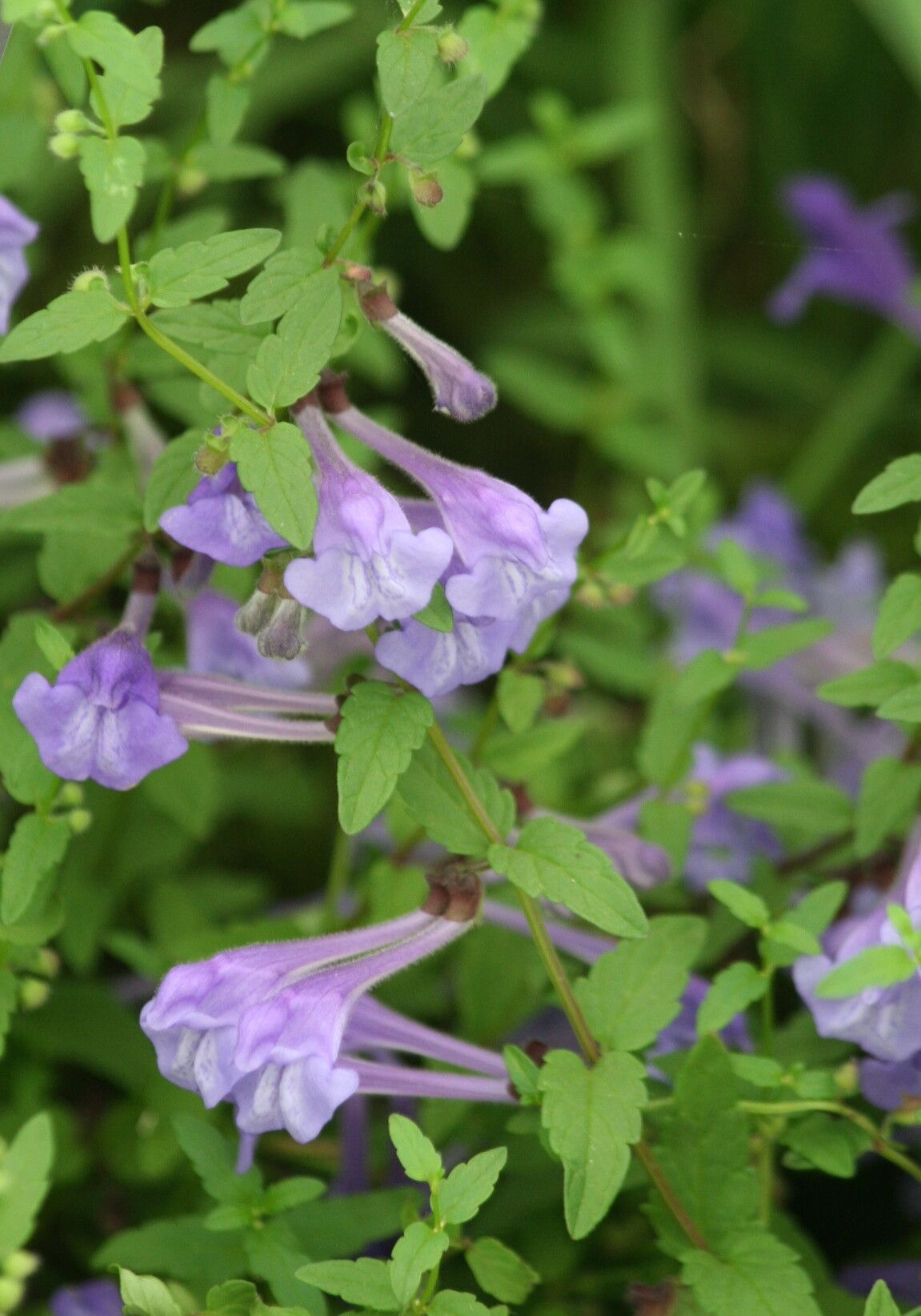 Scutellaria scordiifolia — houseplant care guide