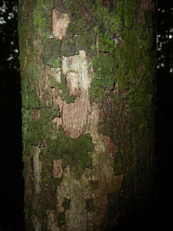 Theobroma velutinum bark