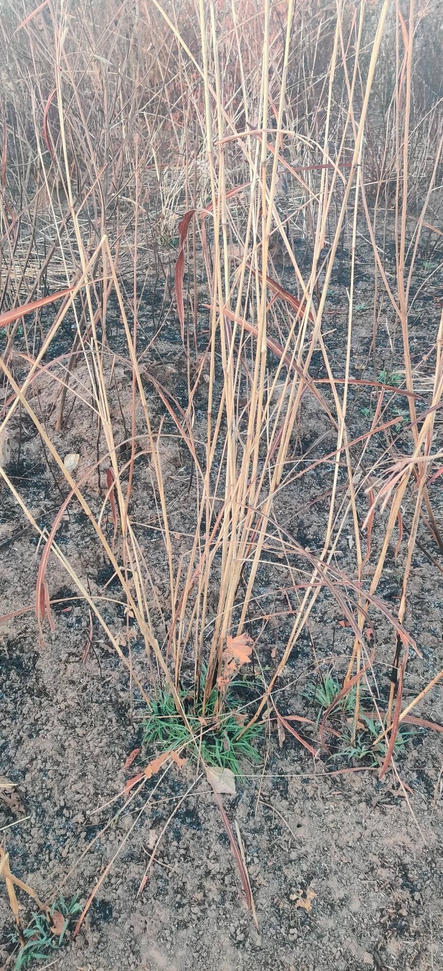 Andropogon gayanus bark