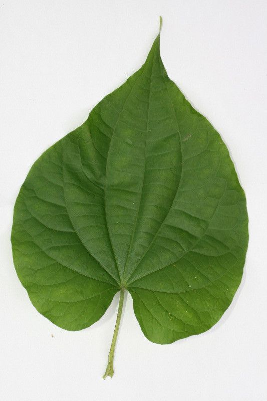 Piper marginatum other