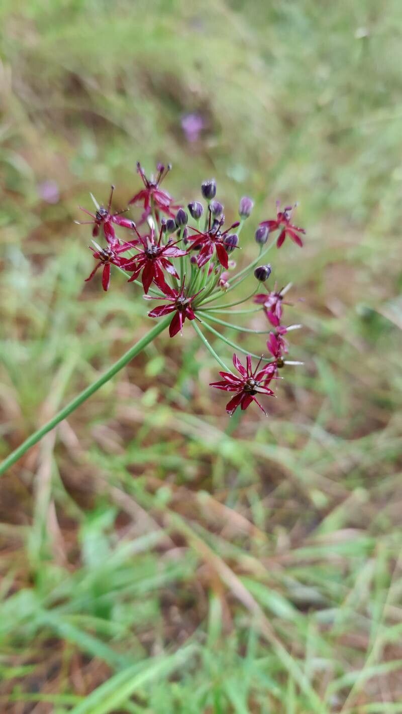 Allium glandulosum — search result for 'Allium'