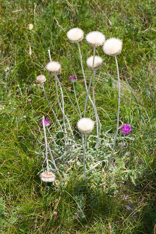 Jurinea mollis habit