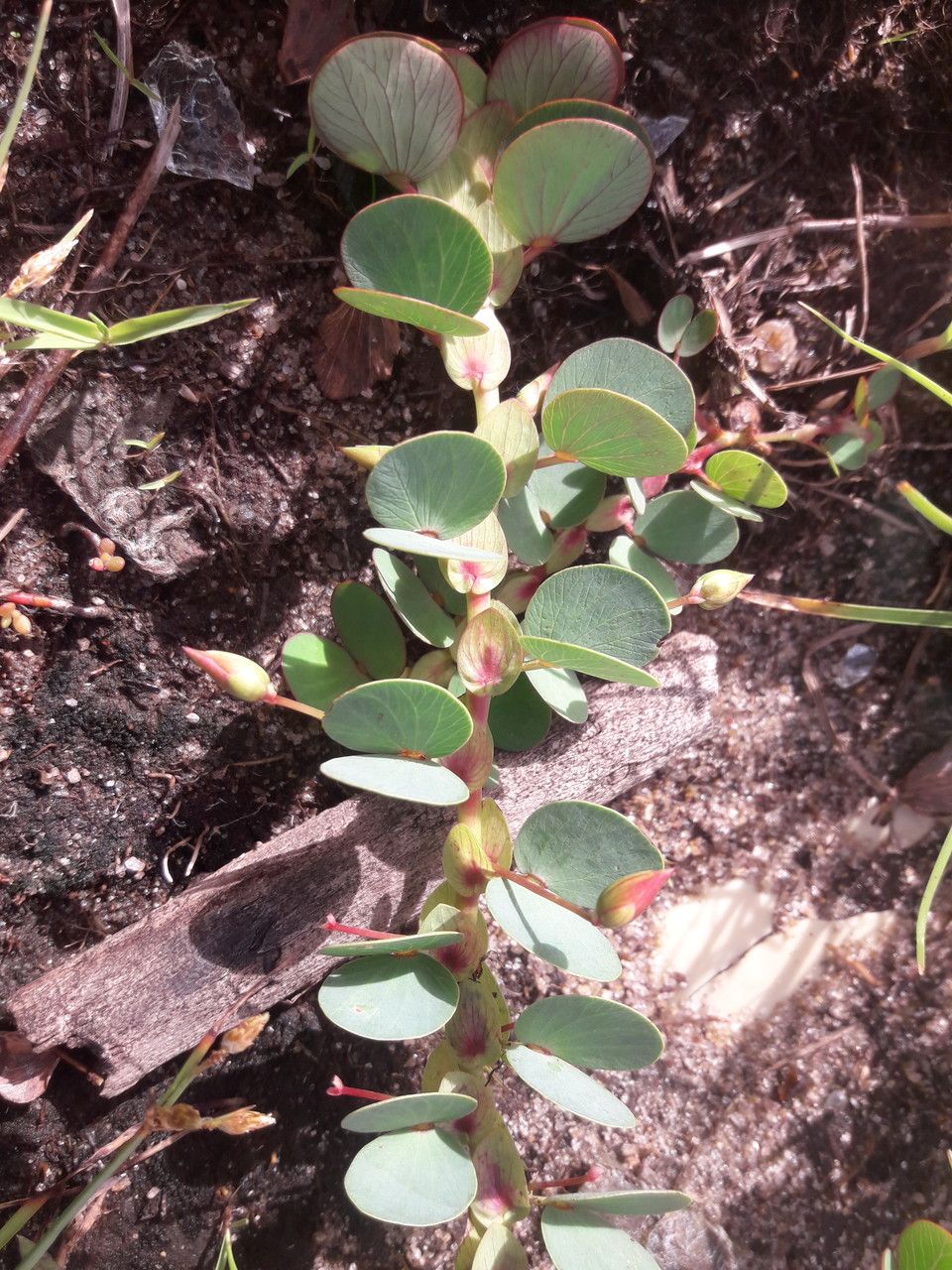Chamaecrista diphylla habit