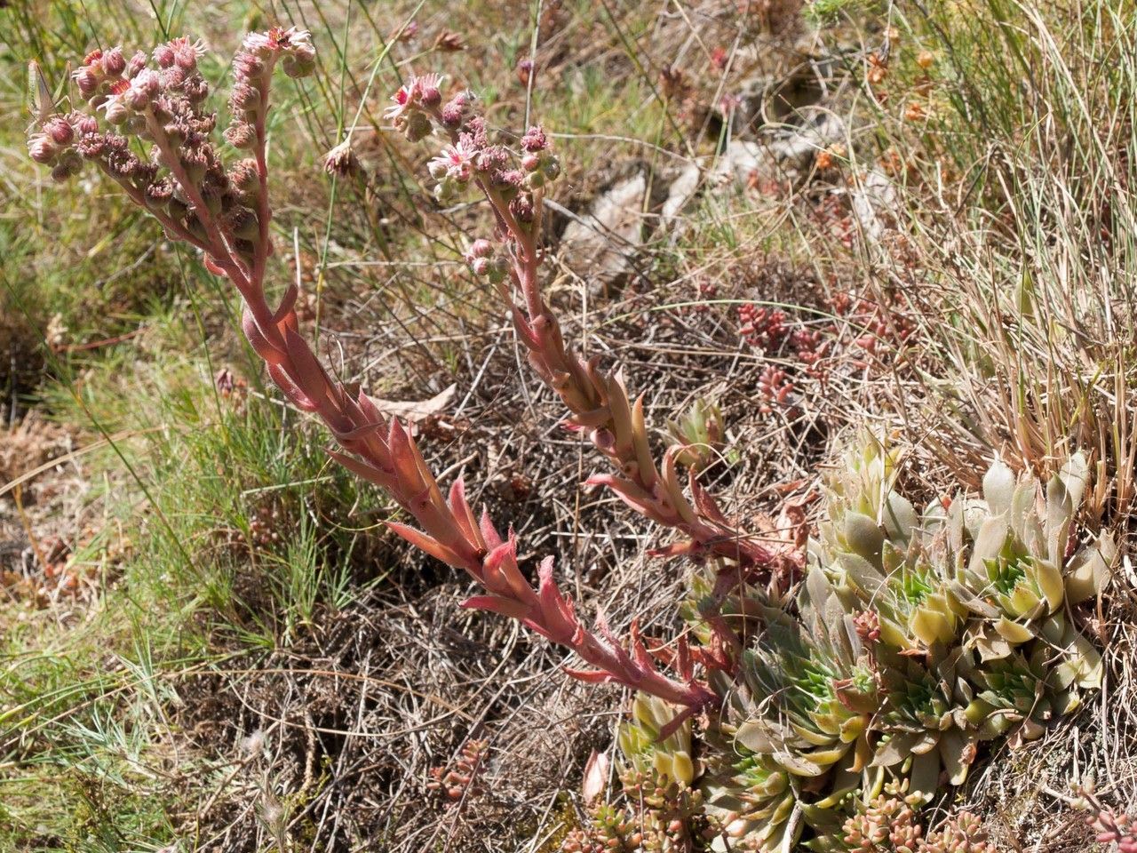 Sempervivum marmoreum habit