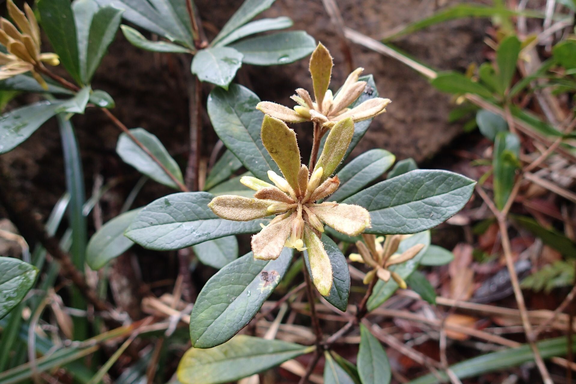 Pittosporum xanthanthum habit