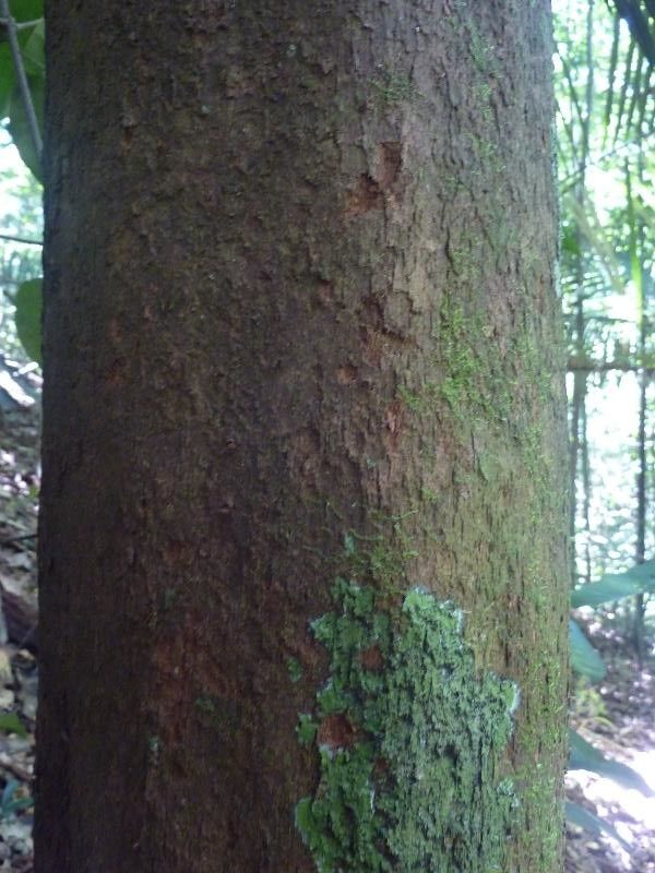 Richeria grandis bark
