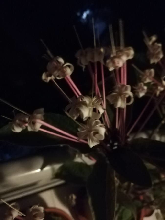 Asclepias cordifolia flower